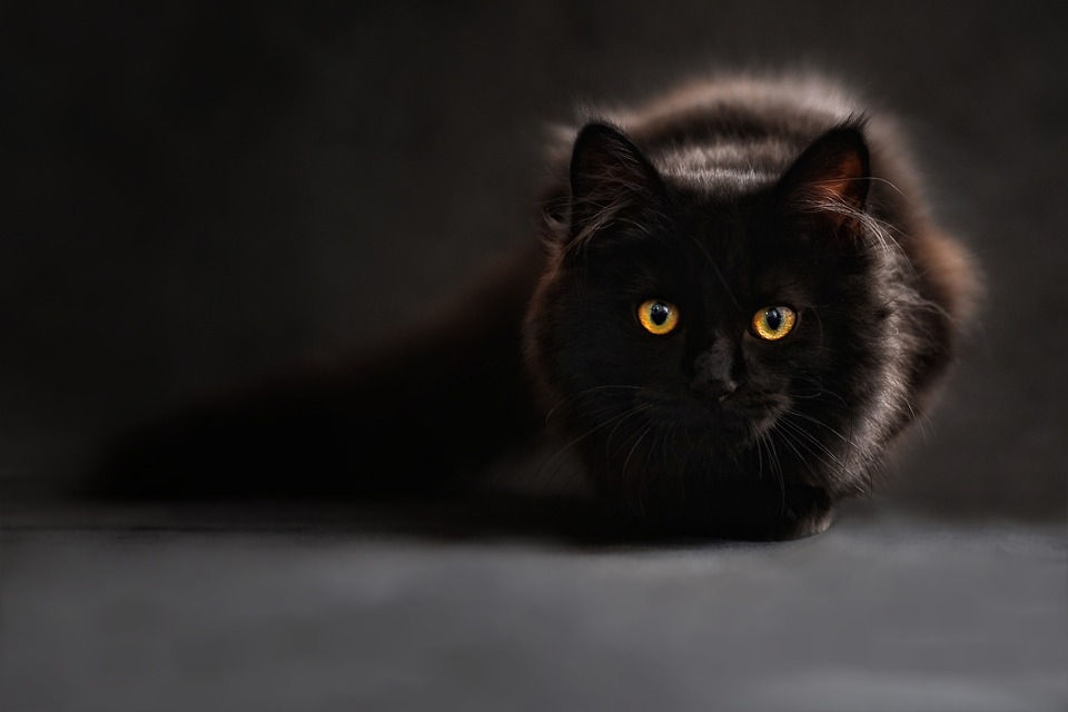 Separation anxiety in pets can be managed